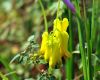 Show product details for Dactylicapnos scandens